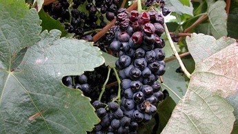 如何减少鲜食葡萄的灰霉病